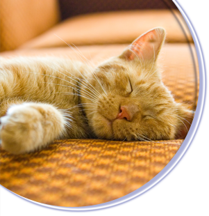 Image of an orange and white striped tabby cat sleeping on a bright orange and brown couch