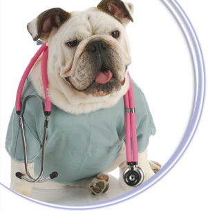 White bulldog in scrubs with a pink stethoscope around its neck