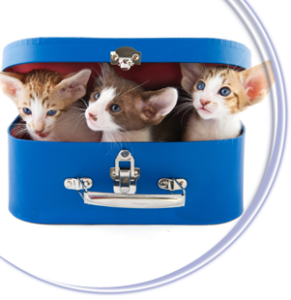 3 kittens with oversized ears peeking out of a little blue suitcase