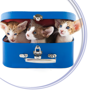 3 kittens with oversized ears peeking out of a little blue suitcase