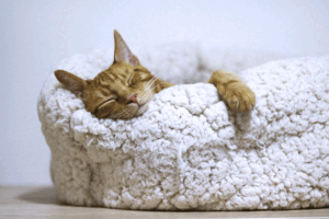 Orange tabby cat sleeping in white fuzzy pet bed on white background