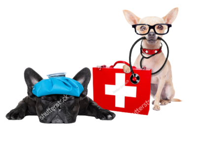chihuahua dog as a medical veterinary doctor with stethoscope and first aid kit and a sick ill dog