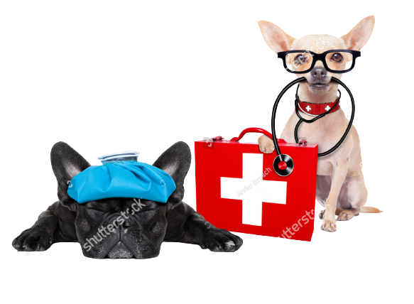 chihuahua dog as a medical veterinary doctor with stethoscope and first aid kit and a sick ill dog 